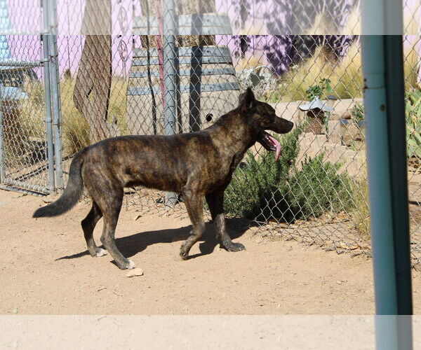 Medium Photo #7 Holland Shepherd-Unknown Mix Puppy For Sale in Apple Valley, CA, USA