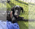 Small #1 Great Dane-Labrador Retriever Mix