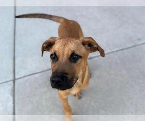American Pit Bull Terrier-Unknown Mix Dogs for adoption in Tulsa, OK, USA