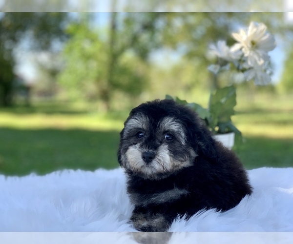 Medium Photo #6 Havanese-Poodle (Toy) Mix Puppy For Sale in HOUSTON, TX, USA