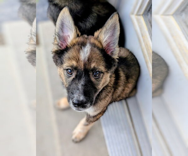 Medium Photo #11 German Shepherd Dog-Unknown Mix Puppy For Sale in Sandy, UT, USA