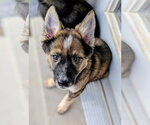 Small #10 German Shepherd Dog Mix