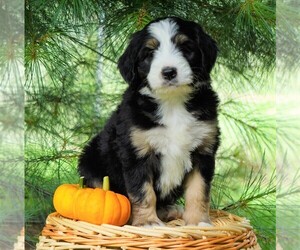 Bernedoodle Puppy for sale in FREDERICKSBG, OH, USA
