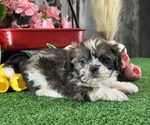 Small #1 Shih Tzu