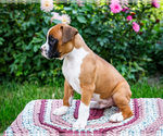 Small #14 Boxer