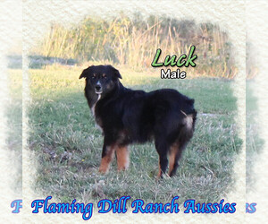 Miniature Australian Shepherd Puppy for sale in FORESTBURG, TX, USA