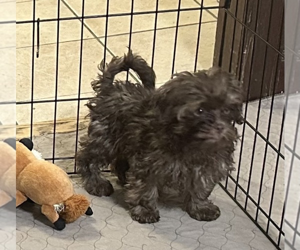 Medium Photo #2 Shih-Poo Puppy For Sale in GLOUCESTER, VA, USA