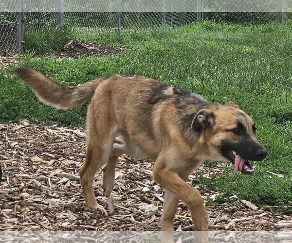 Medium Photo #6 German Shepherd Dog Puppy For Sale in Bloomingdale, NJ, USA