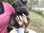 Small Photo #8 German Shepherd Dog Puppy For Sale in GLADE SPRING, VA, USA