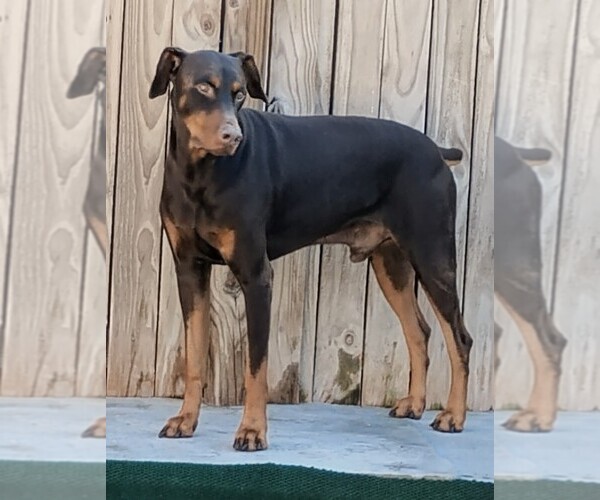 Medium Photo #1 Doberman Pinscher Puppy For Sale in DAVENPORT, FL, USA