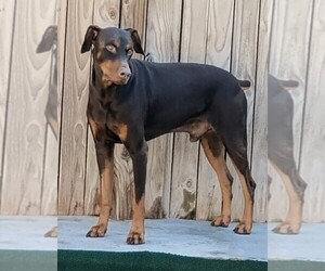 Father of the Doberman Pinscher puppies born on 08/24/2026