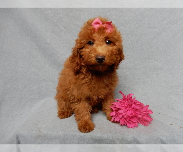Medium Photo #6 Goldendoodle (Miniature) Puppy For Sale in MILLERSBURG, OH, USA
