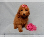 Small #5 Goldendoodle (Miniature)