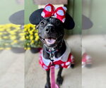 Small Photo #4 American Pit Bull Terrier-Unknown Mix Puppy For Sale in Germantown, OH, USA