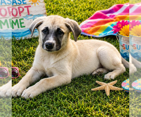 Medium Photo #4 Anatolian Shepherd Puppy For Sale in Yardley, PA, USA