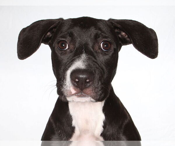 Medium Photo #4 Labrador Retriever-Unknown Mix Puppy For Sale in Oakland Park, FL, USA
