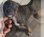 Puppy Puppy 3 American Bully