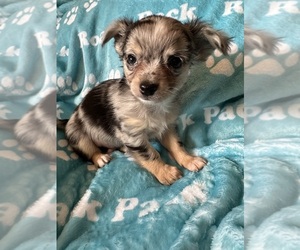 Shorkie Tzu Puppy for sale in NEW BEDFORD, MA, USA