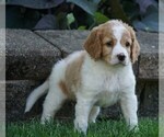 Small Photo #3 Goldendoodle-Poodle (Miniature) Mix Puppy For Sale in FREDERICKSBG, OH, USA