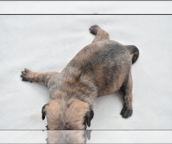 Medium Photo #8 Pug Puppy For Sale in PALM COAST, FL, USA