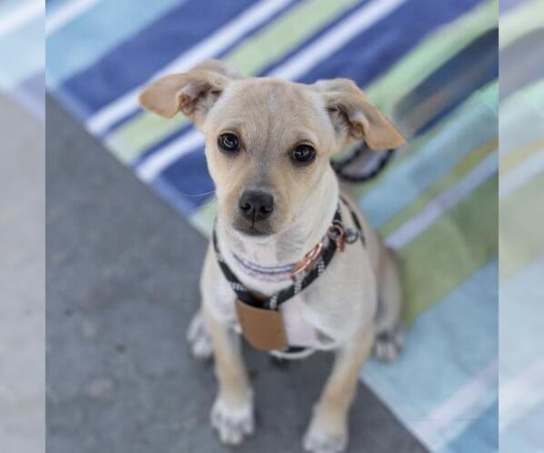 Medium Photo #9 Chihuahua-Spaniel Mix Puppy For Sale in San Diego, CA, USA