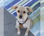 Small #8 Chihuahua-Spaniel Mix