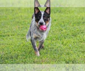 Australian Cattle Dog Puppy for sale in STATE ROAD, NC, USA