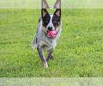 Image preview for Ad Listing. Nickname: Ledoux