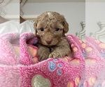 Puppy Puppy 3 Cock-A-Poo