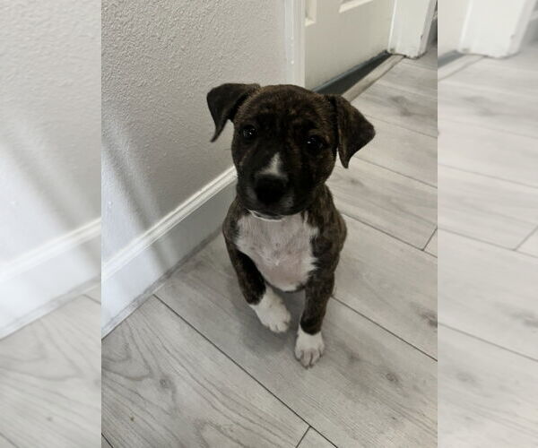 Medium Photo #6 Boxer-Unknown Mix Puppy For Sale in Dana Point, CA, USA