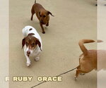 Small #13 Dachshund