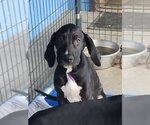 Small Photo #2 Great Dane Puppy For Sale in Palm Beach, FL, USA