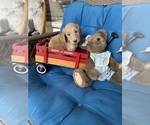 Image preview for Ad Listing. Nickname: Teddy