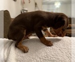 Small #4 Miniature Pinscher