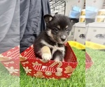 Small Photo #27 Pomsky-Shiba Inu Mix Puppy For Sale in NASHUA, NH, USA