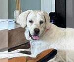 Small #2 Labrador Retriever Mix