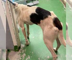 Gregory: Not At the Shelter (Wendy) - Male American Foxhound-Unknown Mix Dog for Adoption - Photo #7