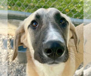 Anatolian Shepherd-Unknown Mix Dogs for adoption in Jefferson, WI, USA