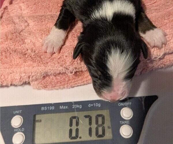 Medium Photo #42 Australian Shepherd Puppy For Sale in SYLVA, NC, USA
