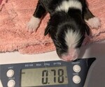 Small Photo #42 Australian Shepherd Puppy For Sale in SYLVA, NC, USA