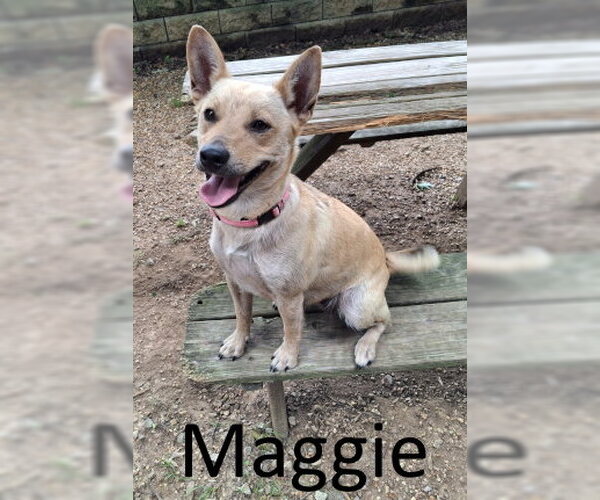 Medium Photo #1 Red Heeler-Unknown Mix Puppy For Sale in Mountain View, AR, USA