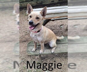 Red Heeler-Unknown Mix Dogs for adoption in Mountain View, AR, USA