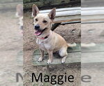 Small Red Heeler Mix