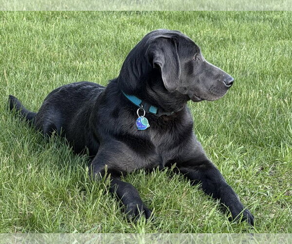 Medium Photo #2 Labrador Retriever Puppy For Sale in Des Moines, IA, USA