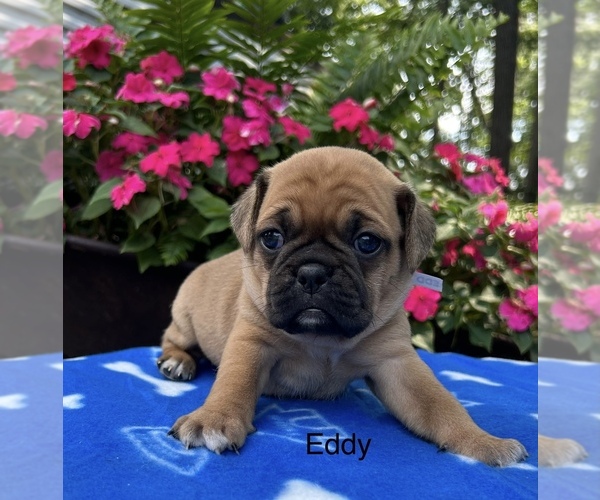 Medium Photo #4 Puggle Puppy For Sale in ELKTON, VA, USA