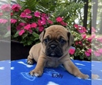 Small #3 Puggle