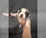 Small Boston Terrier