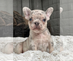 Small #2 French Bulldog