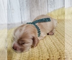 Small Photo #3 Cocker Spaniel Puppy For Sale in TERRY, MS, USA