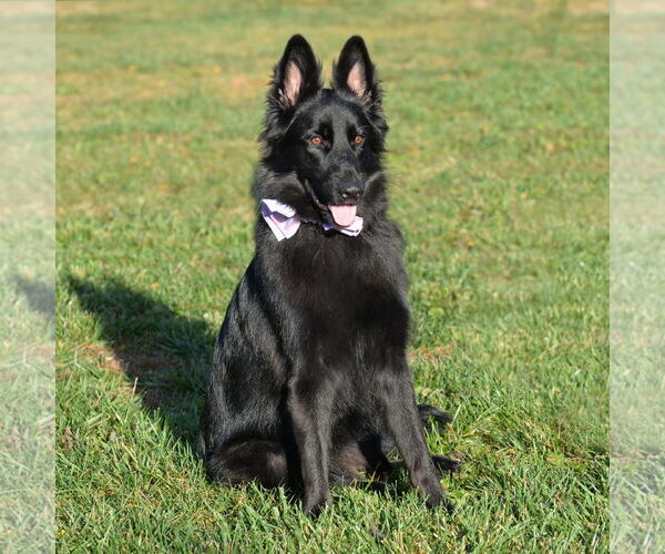 Medium Photo #7 German Shepherd Dog Puppy For Sale in Gretna, NE, USA